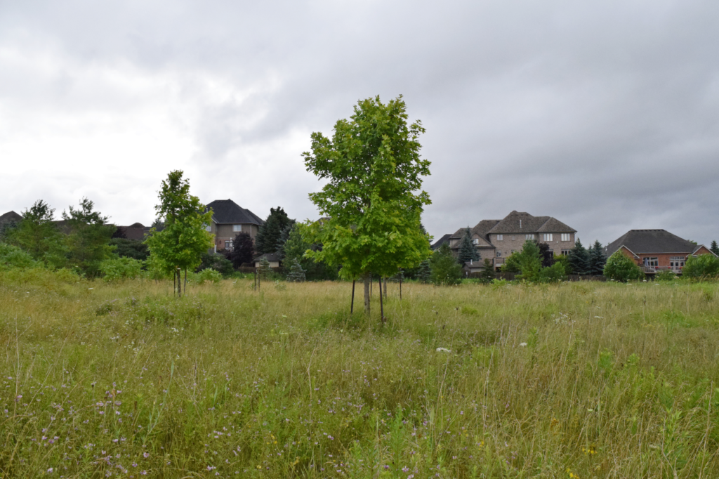 Mannheim Carolinian Forest