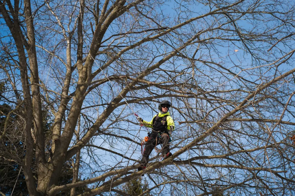 Arborist climbing in a mature pin oak tree