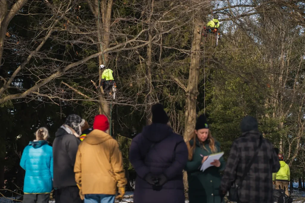 Community members excitedly watch the oak pruning and arborists’ tree climbing technique