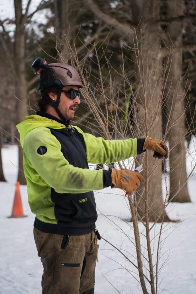 Arborist demonstrating pruning on a mature pin oak tree branch