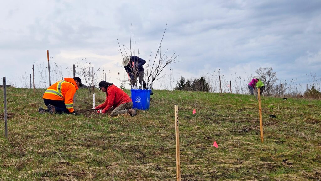 two people kneeling in a field planting a tree and a third standing behind them digging