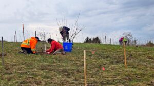 two people kneeling in a field planting a tree and a third standing behind them digging